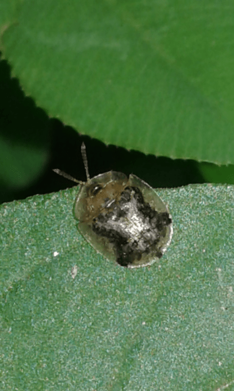 Chrysomelidae: Cassida sp.: S, Cassida piperata, specie aliena